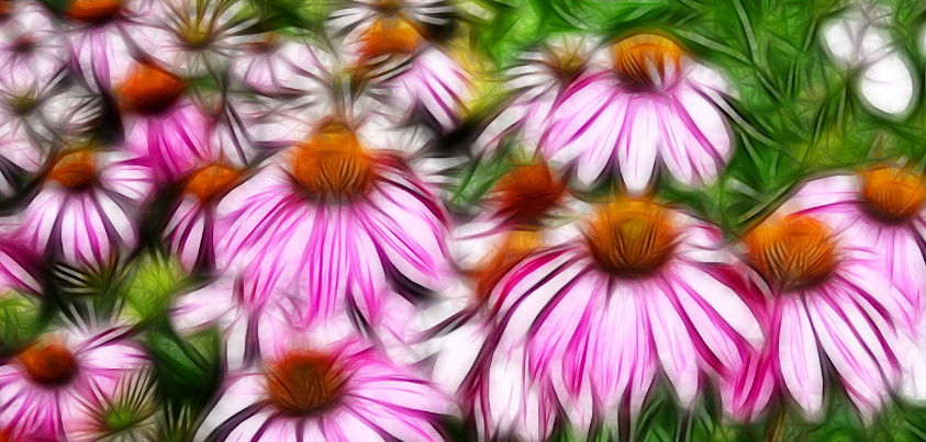 Echinacea and Herbal Healing